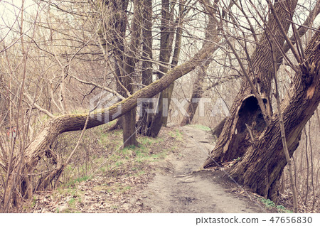 The trodden path in a mysterious mystical place and the tall old trees 47656830