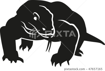 Komodo dragon front Komodo dragon front 47657165