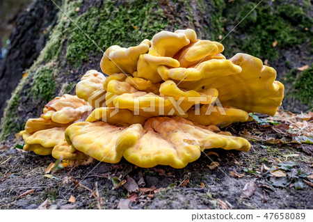 Autumn yellow tree mushroom in public park Autumn yellow tree mushroom in public park 47658089