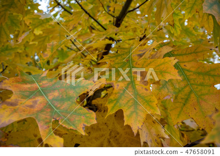 Maple leaves on a tree branch before fall Maple leaves on a tree branch before fall 47658091