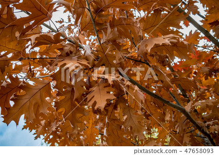 Brown Oak tree leaves shorty before fall Brown Oak tree leaves shorty before fall 47658093