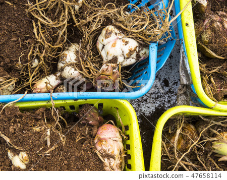 Tulip bulbs Tulip bulbs 47658114