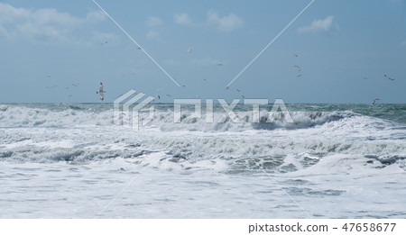 View of rainy storm seascape. Seagulls over the waves in the sea fishing. Twisting waves. 47658677