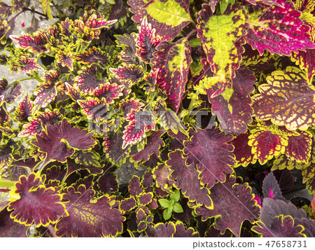 Coleus leaves Coleus leaves 47658731