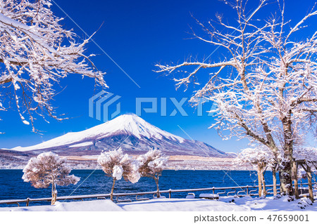 (Yamanashi Prefecture) Mt. Fuji desiring from snow-covered mountain lakeside 47659001