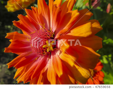 Zinnia flower in garden 47659038