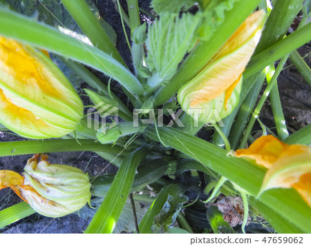 Beet in growth at vegetable garden 47659062