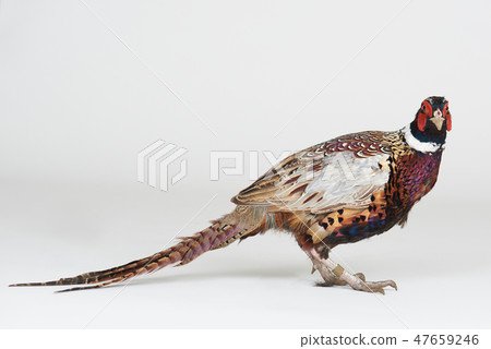 Pheasant look in camera Pheasant look in camera 47659246