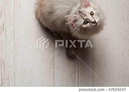Gray kitty sit on white wooden floor Gray kitty sit on white wooden floor 47659247