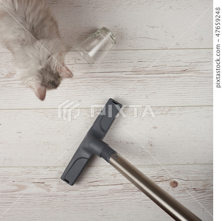 Cleaning after cat spill water Cleaning after cat spill water 47659248