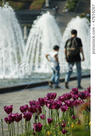 Red tulip blooming in Kobe Suma Rikyu park 47659267