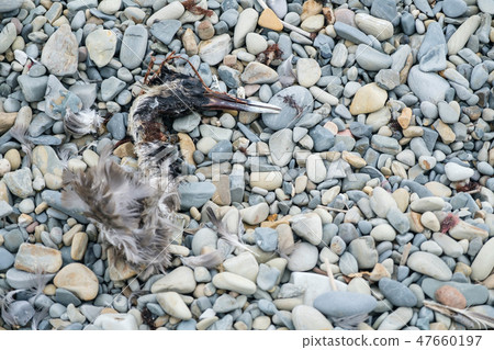 A bird skeleton on the floor. A bird skeleton on the floor. 47660197