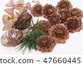 Cedarrose (Pine cones of Himalaya cedar) 47660445