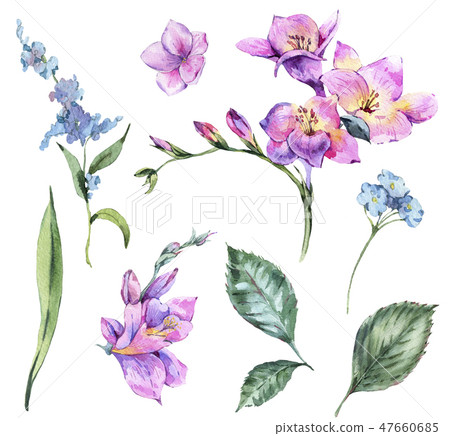 Set of Watercolor Vintage Floral Elements Blooming Freesia and G Set of Watercolor Vintage Floral Elements Blooming Freesia and G 47660685