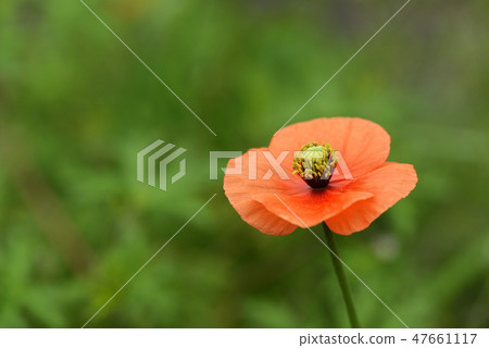 Nagamishiba flower Nagamishiba flower 47661117