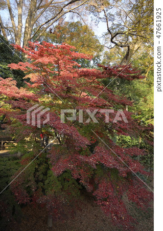 Kawagoe Daisuke 's autumn leaves 47661925