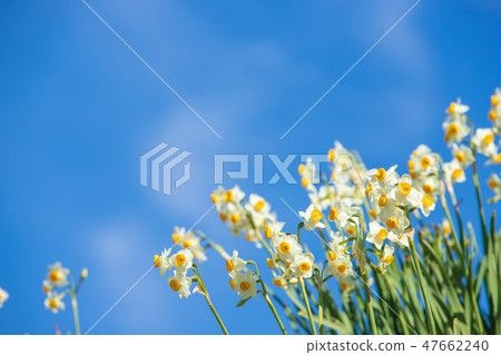 Daffodil blue sky Daffodil blue sky 47662240