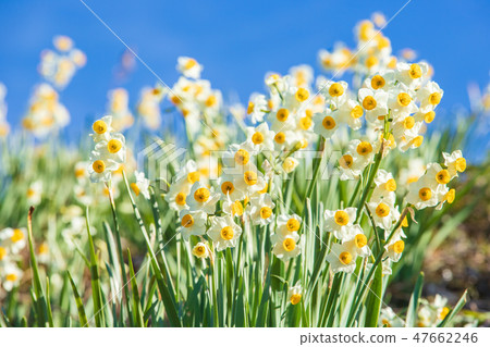 Daffodil blue sky Daffodil blue sky 47662246