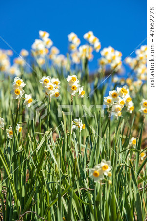 Daffodil blue sky 47662278