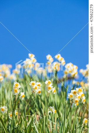Daffodil blue sky 47662279