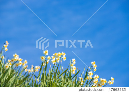 Daffodil blue sky 47662285