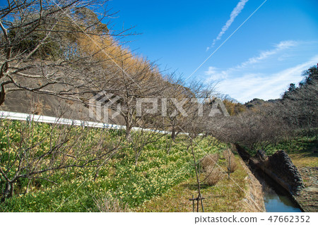 Daffodil blue sky Daffodil blue sky 47662352