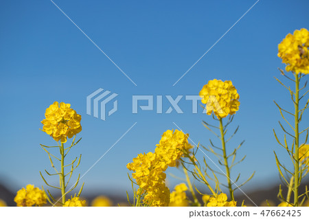 Rape field Aozora 47662425