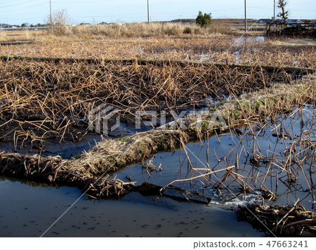 Wheat root harvest 47663241