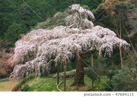 One cherry-blossom viewing cherry tree in Changxing Mountain 47664115