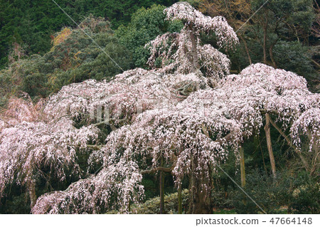 One cherry-blossom viewing cherry tree in Changxing Mountain 47664148
