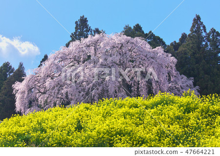 Ichigo-cherry blossom viewing cherry blossoms at the battlefield 47664221