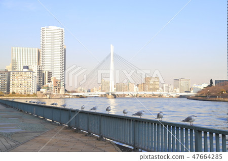 The Sumida River and the Central Ohashi with gulls The Sumida River and the Central Ohashi with gulls 47664285
