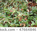 Plant 47664846