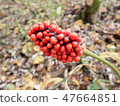 Plant 47664851