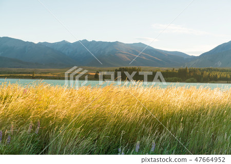 Tekapo water lake with long grass front, 47664952