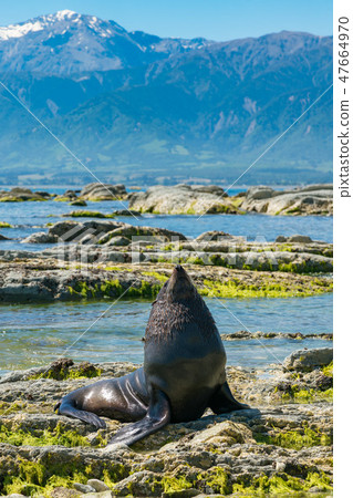 Cute baby seal on seacoast Cute baby seal on seacoast 47664970