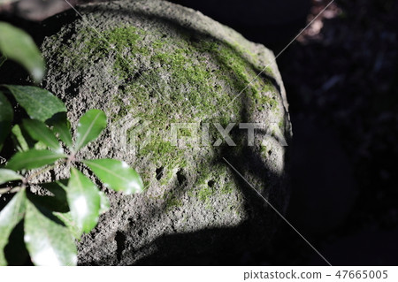 Moss grow Moss grow 47665005
