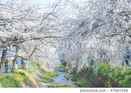 Gogo Tanigawa branch cherry tree 47665598