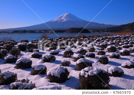 從河口湖大石公園2019/02/02的雪山風景的富士山 從河口湖大石公園2019/02/02的雪山風景的富士山 47665970