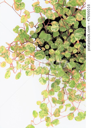 Wire plants Wire plants 47666016
