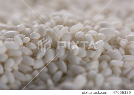 糯米特寫鏡頭 糯米特寫鏡頭 47666329