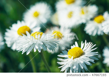 Daisy flowers with white petals in the garden 47667193