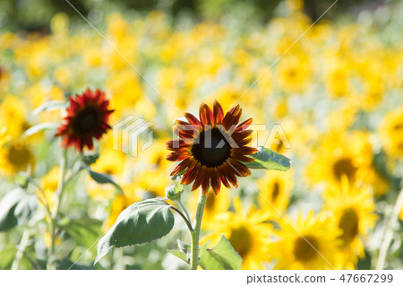 sunflowers field in summer 47667299