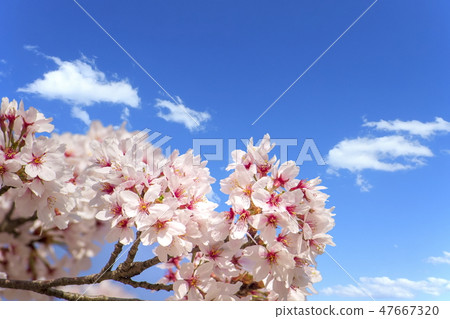  Cherry blossoms and blue sky 47667320