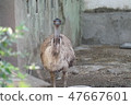 Emu of Juganar Zuckerberg Zoo in Gujarat, India 47667601