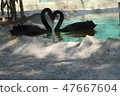 Indian Gujarat State Juganar Zuckerburg Zoo Swan 47667604