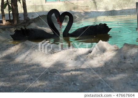 Indian Gujarat State Juganar Zuckerburg Zoo Swan Indian Gujarat State Juganar Zuckerburg Zoo Swan 47667604