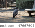 Indian Gujarat State Jugarnhall Zuckerberg Zoo African Spotted Hawk 1 47667605