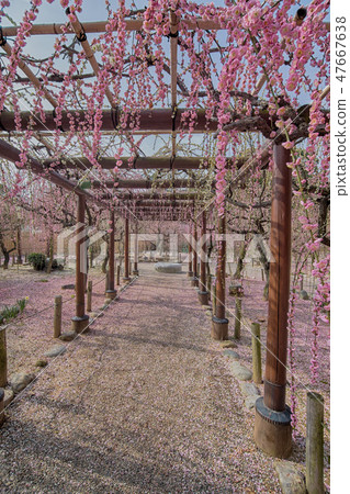 plum blossom before springs plum blossom before springs 47667638