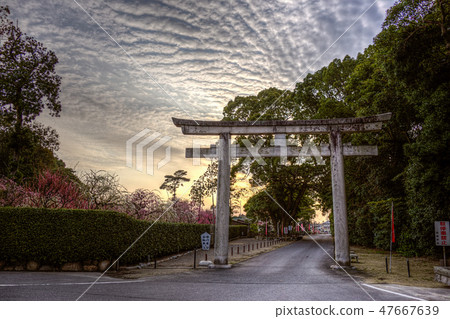 plum blossom before springs plum blossom before springs 47667639